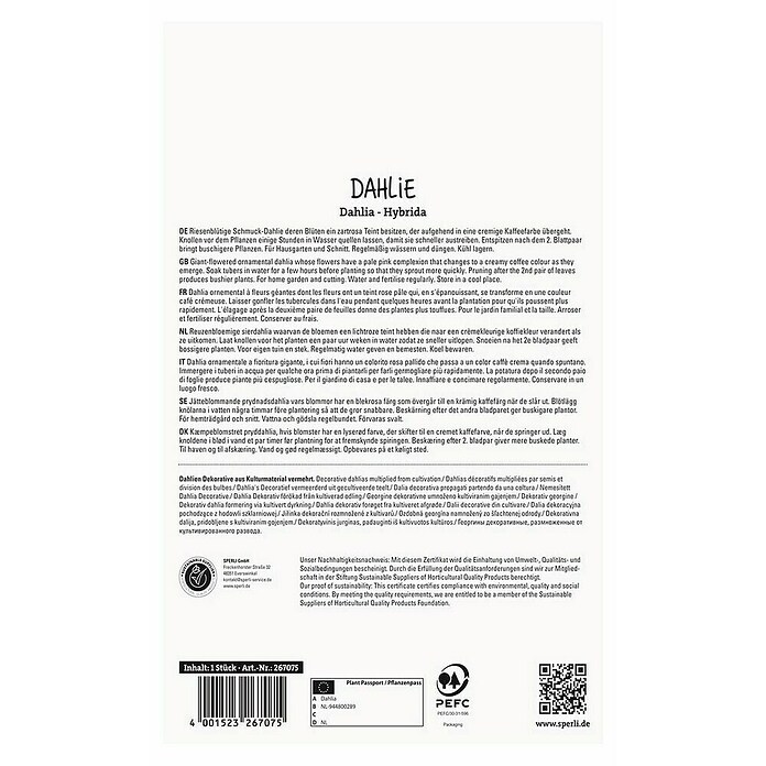 Sperli Bloembollen (Dahlia, Créme, Levensduur planten: Vaste plant) | BAUHAUS