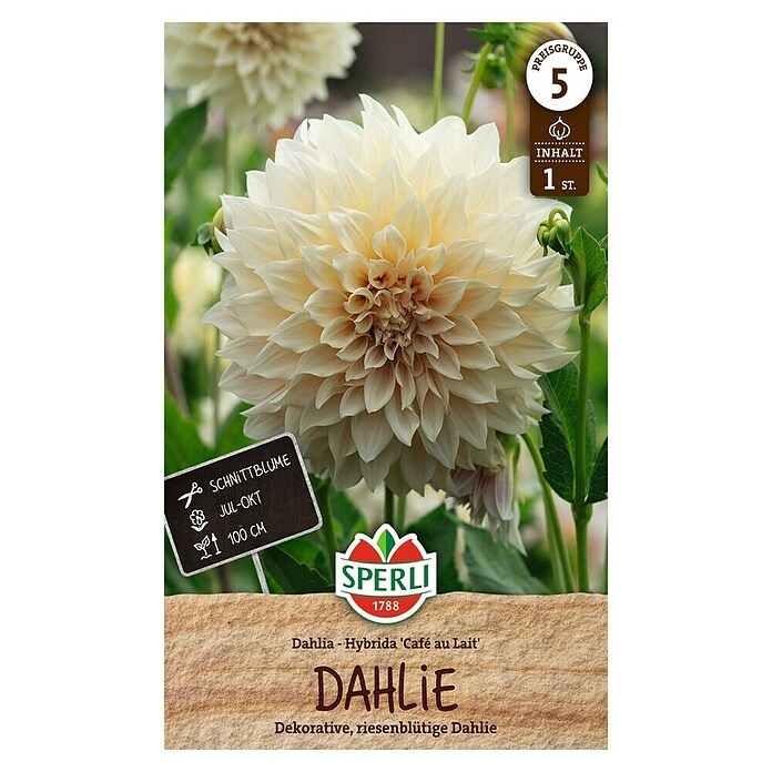 Sperli Bloembollen (Dahlia, Créme, Levensduur planten: Vaste plant) | BAUHAUS