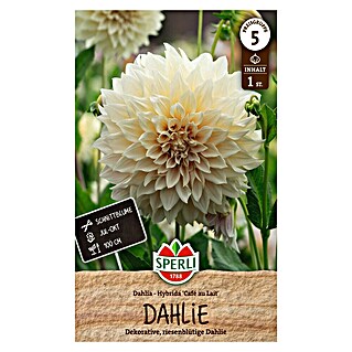 Sperli Blumenzwiebeln Dahlie Café au Lait (Dahlia, Creme, Lebensdauer Pflanzen: Mehrjährig)