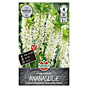 Sperli Bloembollen (Eucomis autumnalis, Vaste plant, Wit) | BAUHAUS