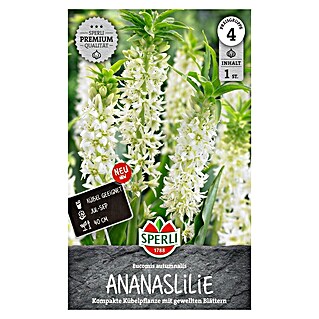Sperli Bloembollen (Eucomis autumnalis, Vaste plant, Wit)