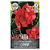 Sperli Bloembollen (Canna x Hybrida, Vaste plant, Roze) | BAUHAUS
