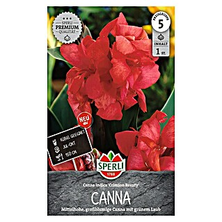 Sperli Bloembollen (Canna x Hybrida, Vaste plant, Roze)