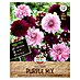 Sperli Bloembollen Dahlia Purple Mix 