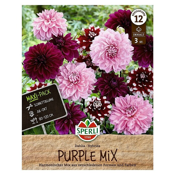 Sperli Bloembollen Dahlia Purple Mix (Dahlia, Verschillende kleuren, Levensduur planten: Vaste plant) | BAUHAUS