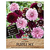 Sperli Bloembollen Dahlia Purple Mix (Dahlia, Verschillende kleuren, Levensduur planten: Vaste plant) | BAUHAUS