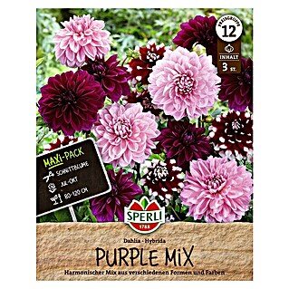 Sperli Bloembollen (Dahlia, Verschillende kleuren, Levensduur planten: Vaste plant)