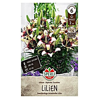 Sperli Bloembollen (Lilium x Hybrida, Vaste plant, Verschillende kleuren)