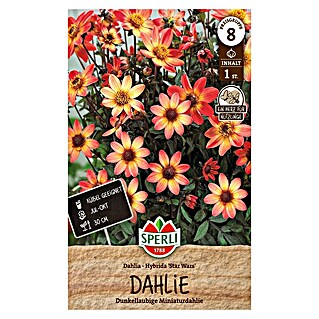 Sperli Bloembollen (Dahlia x Hybrida, Vaste plant, Verschillende kleuren)