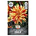 Sperli Bloembollen Dahlia Striped Vulkan 