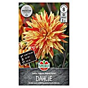 Sperli Bloembollen Dahlia Striped Vulkan (Dahlia x Hybrida, Verschillende kleuren, Levensduur planten: Vaste plant) | BAUHAUS