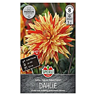 Sperli Bloembollen (Dahlia x Hybrida, Verschillende kleuren, Levensduur planten: Vaste plant)