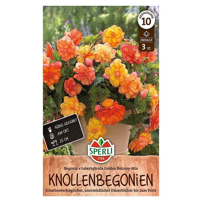 Sperli Bloembollen (Begonia x Tuberhybrida, Verschillende kleuren, Levensduur planten: Vaste plant) | BAUHAUS