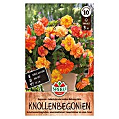 Sperli Bloembollen (Begonia x Tuberhybrida, Verschillende kleuren, Levensduur planten: Vaste plant) | BAUHAUS
