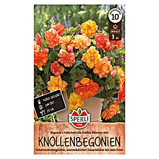 Sperli Bloembollen (Begonia x Tuberhybrida, Verschillende kleuren, Levensduur planten: Vaste plant)