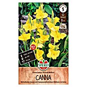 Sperli Bloembollen (Canna x Hybrida, Geel) | BAUHAUS