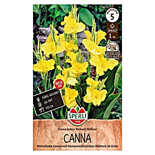 Sperli Bloembollen (Canna x Hybrida, Geel)