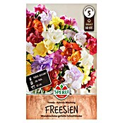 Sperli Bloembollen (Freesia x Hybrida, 10 st.) | BAUHAUS