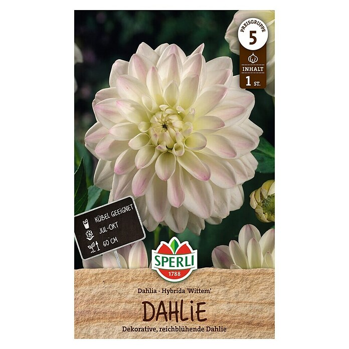 Sperli Bloembollen (Dahlia, Wit) | BAUHAUS