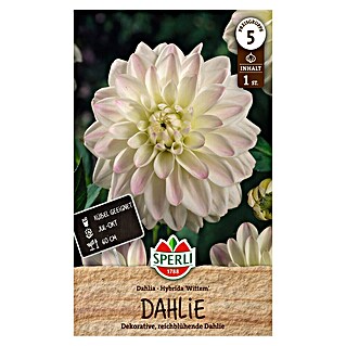 Sperli Bloembollen (Dahlia, Wit)