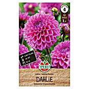 Sperli Bloembollen (Levensduur planten: Vaste plant, Pink) | BAUHAUS
