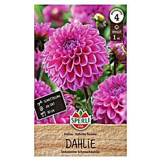 Sperli Bloembollen (Levensduur planten: Vaste plant, Pink)