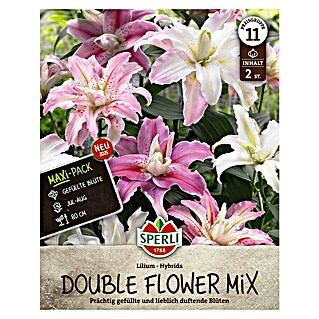 Sperli Bloembollen (Lilium x Hybrida, Levensduur planten: Vaste plant, Verschillende kleuren)