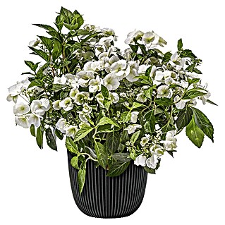 Piardino Hortensie Runaway Bride® (Hydrangea macrophylla, Topfgröße: 13 cm, Weiß)