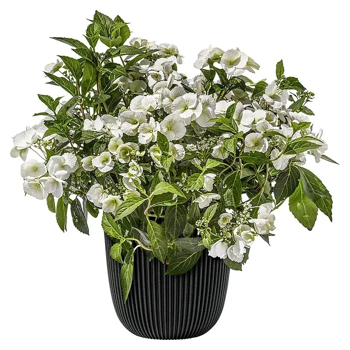 Piardino Hortensie Runaway Bride®Hydrangea macrophylla, Topfgröße: 13 cm, Weiß