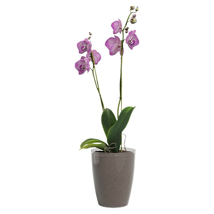 Artevasi Orchideentopf Fiji (Glänzend, Transparent, Ø x H: 10,5 x 12,7 cm) | BAUHAUS