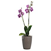 Artevasi Orchideentopf Fiji (Glänzend, Transparent, Ø x H: 10,5 x 12,7 cm) | BAUHAUS