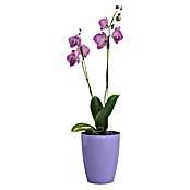 Artevasi Orchideentopf Fiji (Glänzend, Lavendel, Ø x H: 12,7 x 15 cm) | BAUHAUS