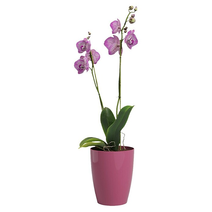 Artevasi Orchideentopf Fiji (Glänzend, Tiefrosa, Ø x H: 12,7 x 15 cm) | BAUHAUS