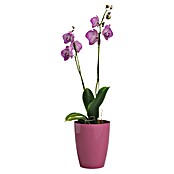 Artevasi Orchideentopf Fiji (Glänzend, Tiefrosa, Ø x H: 12,7 x 15 cm) | BAUHAUS