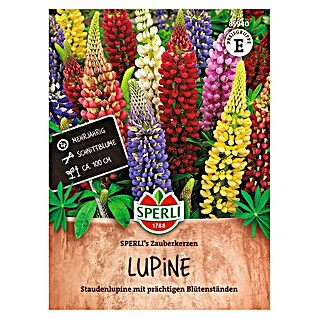 Sperli Bloemzaden (Lupinus polyphyllus, Verschillende kleuren)