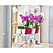 Artevasi Orchideentopf Fiji (Glänzend, Transparent, Ø x H: 10,5 x 12,7 cm) | BAUHAUS