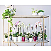 Artevasi Orchideentopf Fiji (Glänzend, Transparent, Ø x H: 10,5 x 12,7 cm) | BAUHAUS