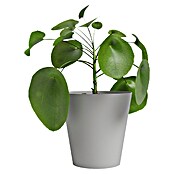 Artevasi Übertopf Porto (Hellgrau, Ø x H: 14,3 x 14 cm, Matt) | BAUHAUS