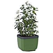Gusta Garden Kräutertopf Herbs Buddy (16 x 14,3 x 13,6 cm, Kunststoff, Dunkelgrün, 1 Stk.) | BAUHAUS