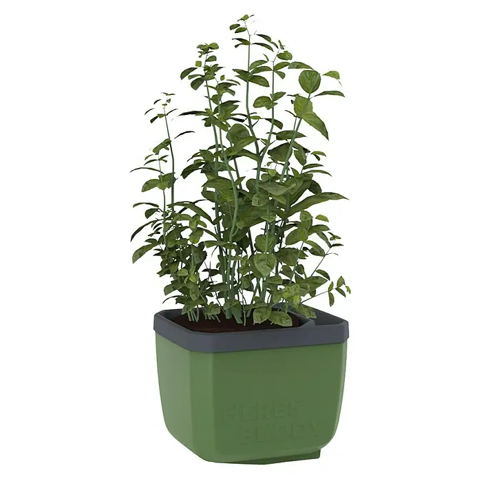 Gusta Garden Kräutertopf Herbs Buddy - Kunststoff, Dunkelgrün, 1 Stk. - Ein Kräuter-Buddy Pflanzgefäß mit Basilikum. Ideal für die Küche, um frische Kräuter griffbereit zu haben. Praktisch und dekorativ.