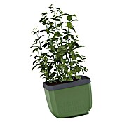 Gusta Garden Kräutertopf Herbs Buddy (16 x 14,3 x 13,6 cm, Kunststoff, Dunkelgrün, 1 Stk.) | BAUHAUS