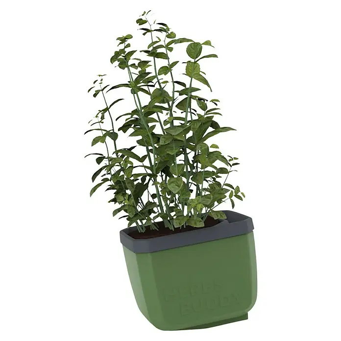 Gusta Garden Kräutertopf Herbs Buddy - Kunststoff, Dunkelgrün, 1 Stk. - Eine Nahaufnahme von Basilikum 'Herbs Buddy' in einem Topf, der das satte Grün der Blätter und die Marke auf dem Topf hervorhebt.