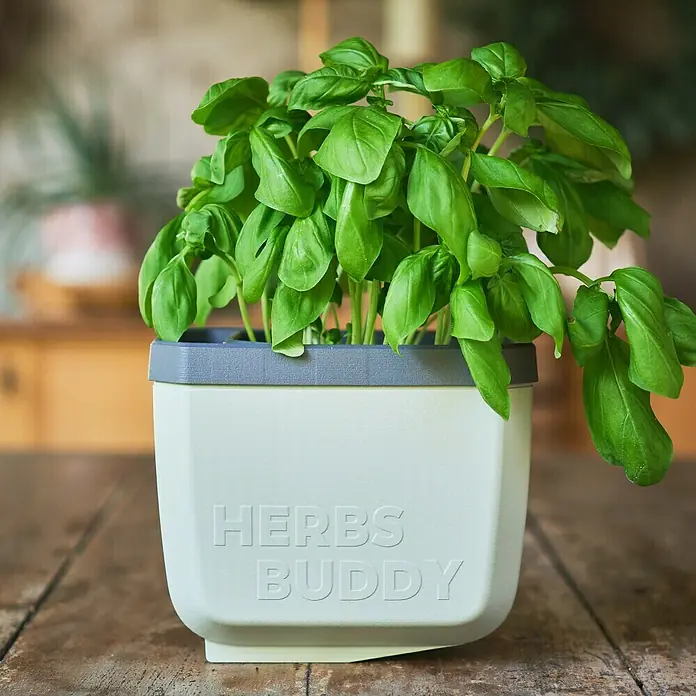 Gusta Garden Kräutertopf Herbs Buddy - 16 x 14,3 x 13,6 cm, Kunststoff, Hellgrau, 1 Stk. - Kräuter-Buddy Pflanztopf mit frischem Basilikum. Ideal für die Küche, um frische Kräuter stets griffbereit zu haben.