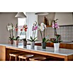 Artevasi Orchideentopf Porto (Kunststoff, Weiß, Matt, Ø x H: 12,7 x 15 cm) | BAUHAUS