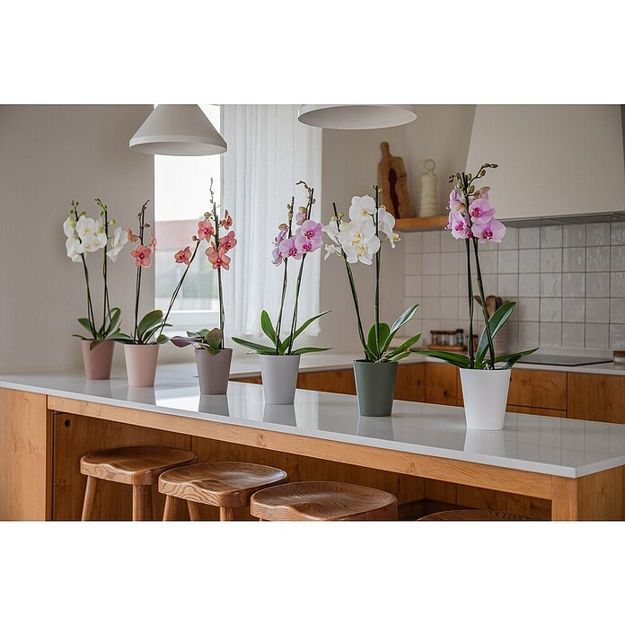 Artevasi Orchideentopf Porto (Kunststoff, Weiß, Matt, Ø x H: 12,7 x 15 cm) | BAUHAUS