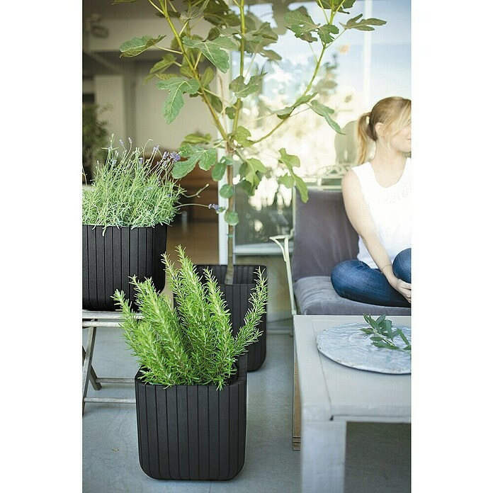 Keter Maceta para planta Cube Box (L x An x Al: 30 x 30 x 30 cm, Material compuesto, Marrón) | BAUHAUS