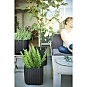 Keter Maceta para planta Cube Box (L x An x Al: 30 x 30 x 30 cm, Material compuesto, Marrón) | BAUHAUS