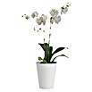Artevasi Orchideentopf Porto (Kunststoff, Weiß, Matt, Ø x H: 12,7 x 15 cm) | BAUHAUS