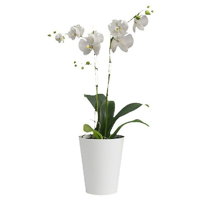 Artevasi Orchideentopf Porto (Kunststoff, Weiß, Matt, Ø x H: 12,7 x 15 cm) | BAUHAUS