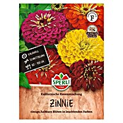 Sperli Bloemzaden Zinnie California Giant (Zinnia elegans, Verschillende kleuren) | BAUHAUS